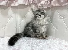 メインクーン【群馬県・女の子・2025年7月27日・シルバータビー&ホワイト】の写真10