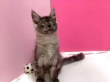 メインクーン【群馬県・男の子・2025年5月1日・シルバータビー&ホワイト】の写真11