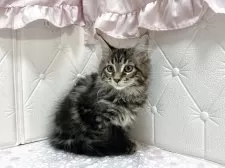 メインクーン【群馬県・女の子・2025年7月27日・ブラウンタビー&ホワイト】の写真11