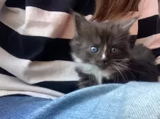 メインクーン【群馬県・女の子・2025年1月20日・ブラック&ホワイト】の写真11