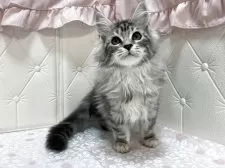 メインクーン【群馬県・女の子・2025年7月27日・シルバータビー&ホワイト】の写真11