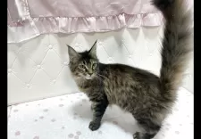 メインクーン【群馬県・男の子・2025年6月8日・ブラウンマッカレルタビー】の写真11