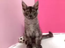 メインクーン【群馬県・男の子・2025年5月1日・シルバータビー&ホワイト】の写真13