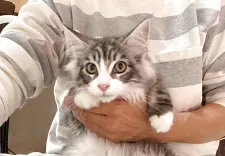 メインクーン【群馬県・男の子・2025年7月27日・シルバータビー&ホワイト】の写真13