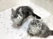 メインクーン【群馬県・男の子・2025年7月27日・シルバータビー&ホワイト】の写真14「左側の子です！」