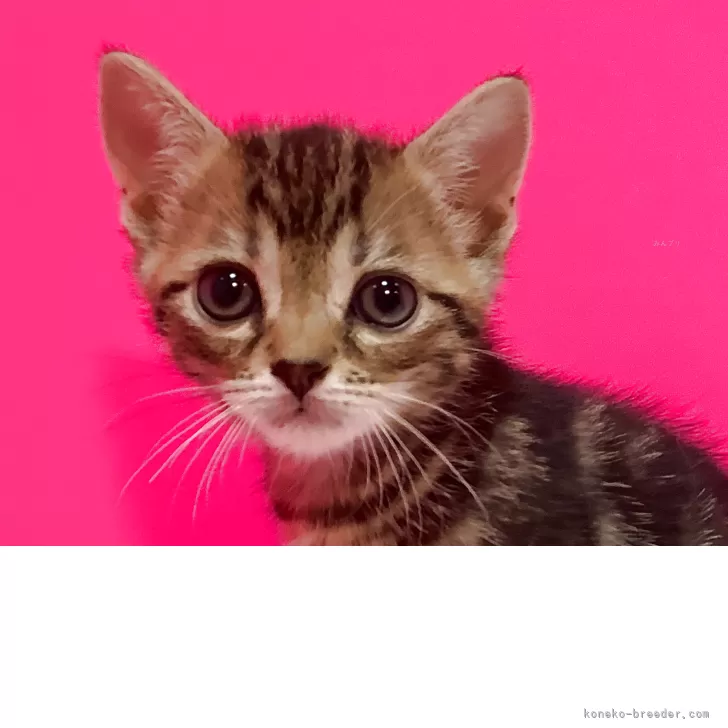 ID：2505-01878の子猫