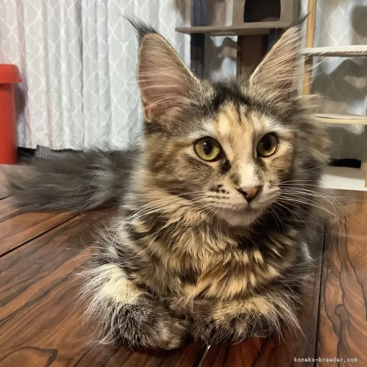 ID：2411-01603の子猫