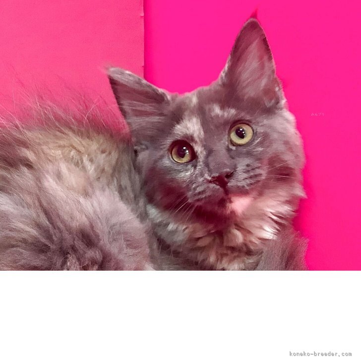 ブリーダー画像