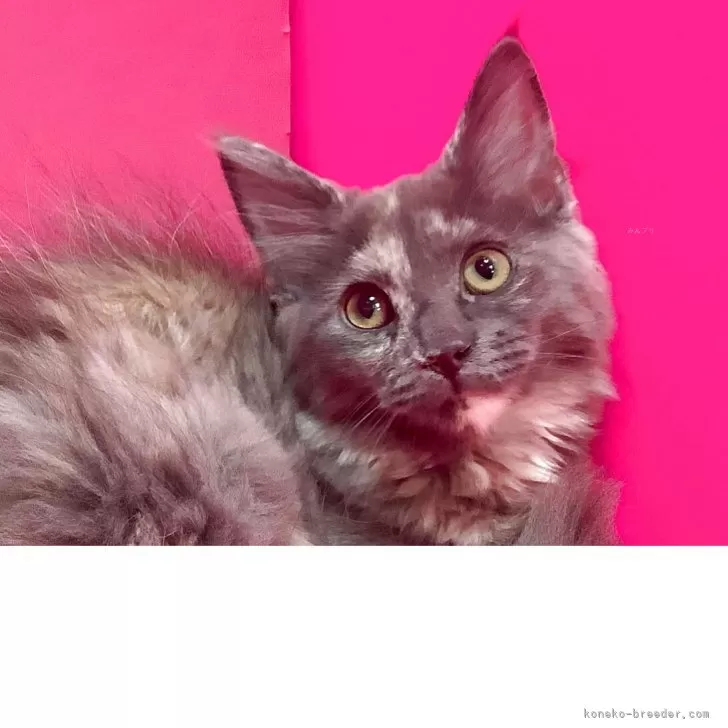 メインクーン【群馬県・女の子・2025年5月28日・シルバーパッチドタビー&amp;ホワイト】の写真1