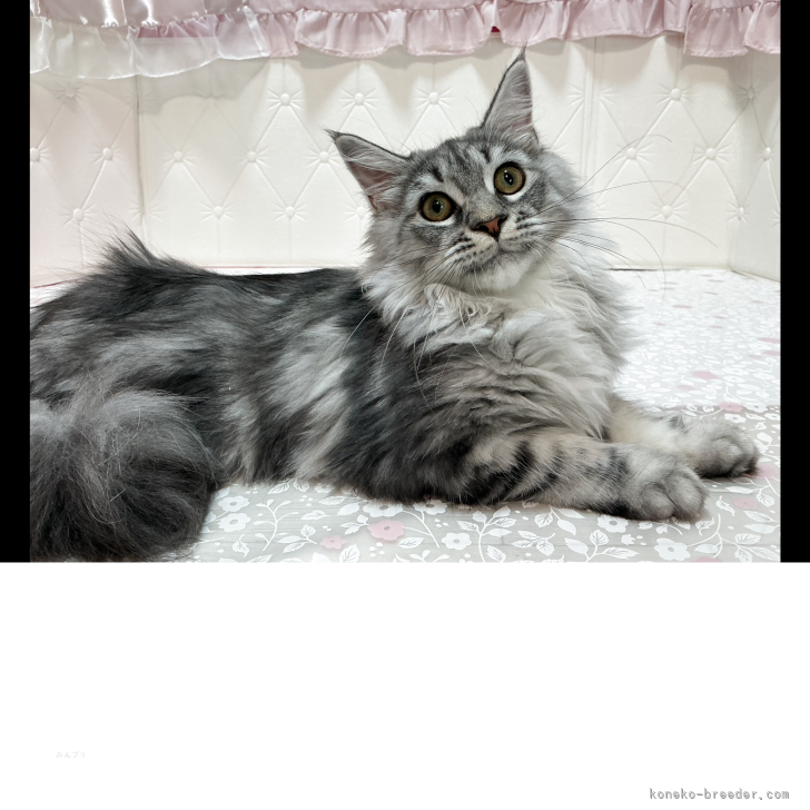 ブリーダー画像