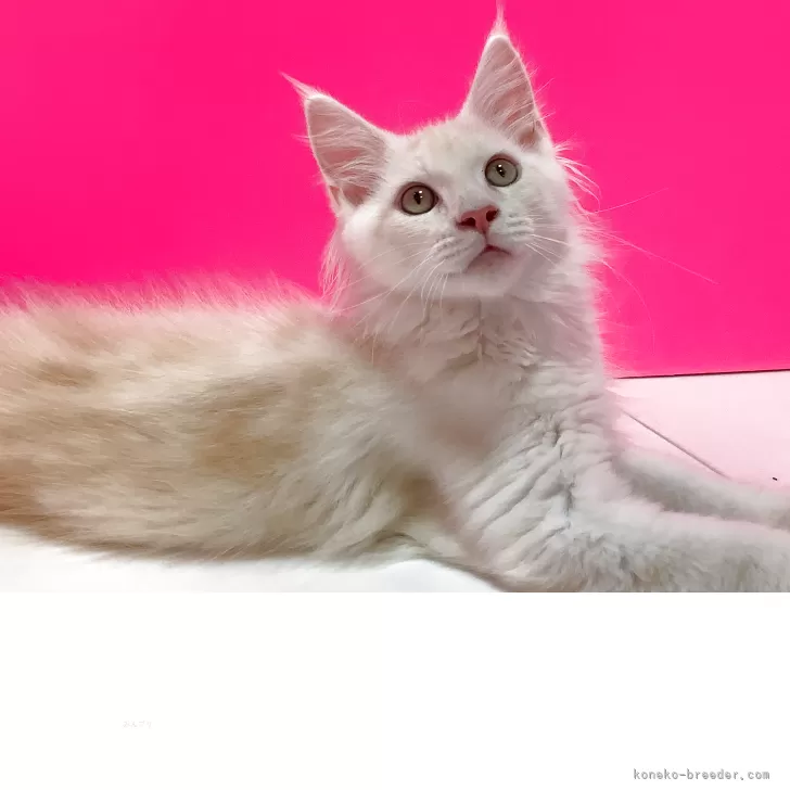 S.T 様のお迎えした子猫