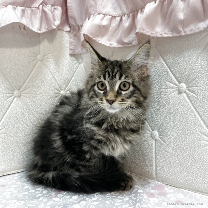 ブリーダー画像