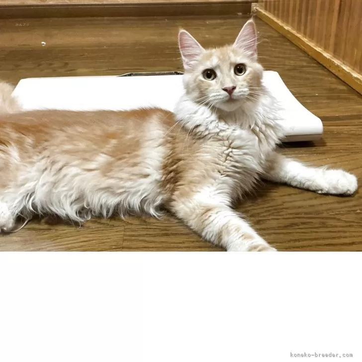 ID：2504-01093の子猫