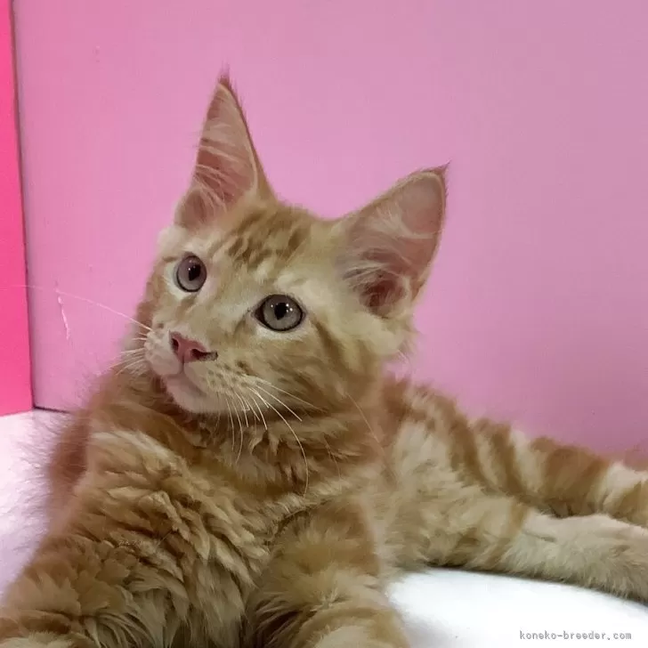 ID：2507-03182の子猫