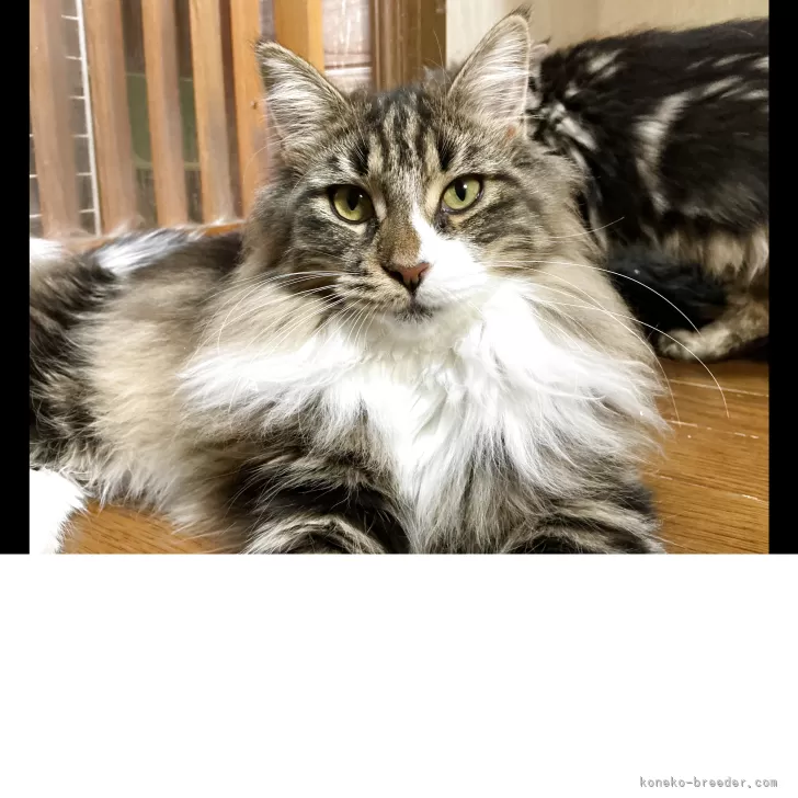 メインクーン【群馬県・女の子・2025年2月27日・ブラウンタビー&amp;ホワイト】の写真1「お目目の大きな可愛い子です❤️」