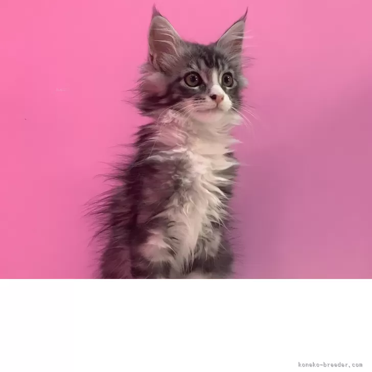 ID：2504-02954の子猫