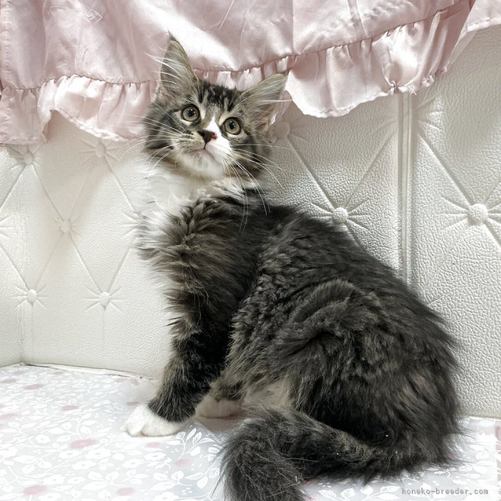 ブリーダー画像