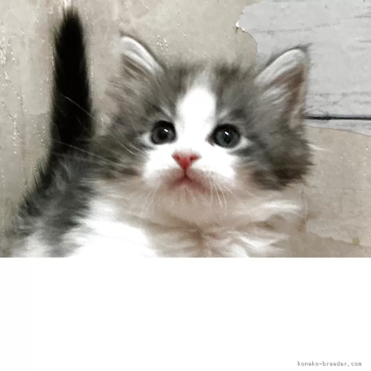 ID：2602-00195の子猫