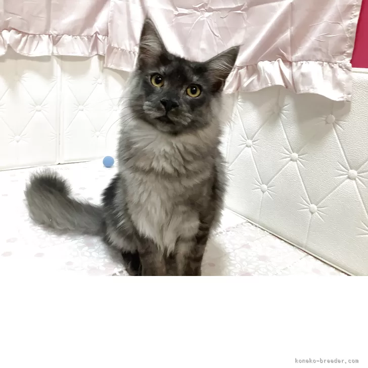 メインクーン【群馬県・男の子・2025年5月1日・シルバータビー&amp;ホワイト】の写真1