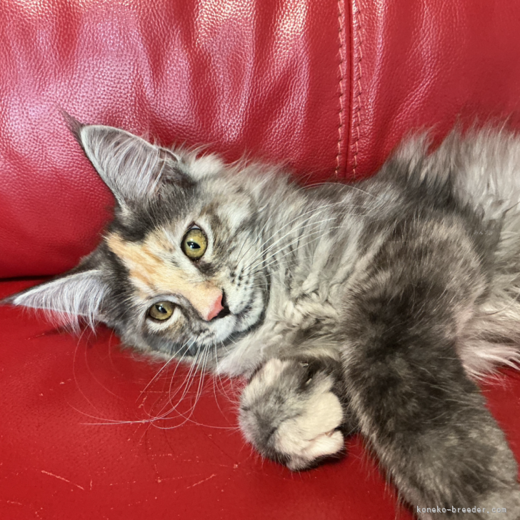 ブリーダー画像