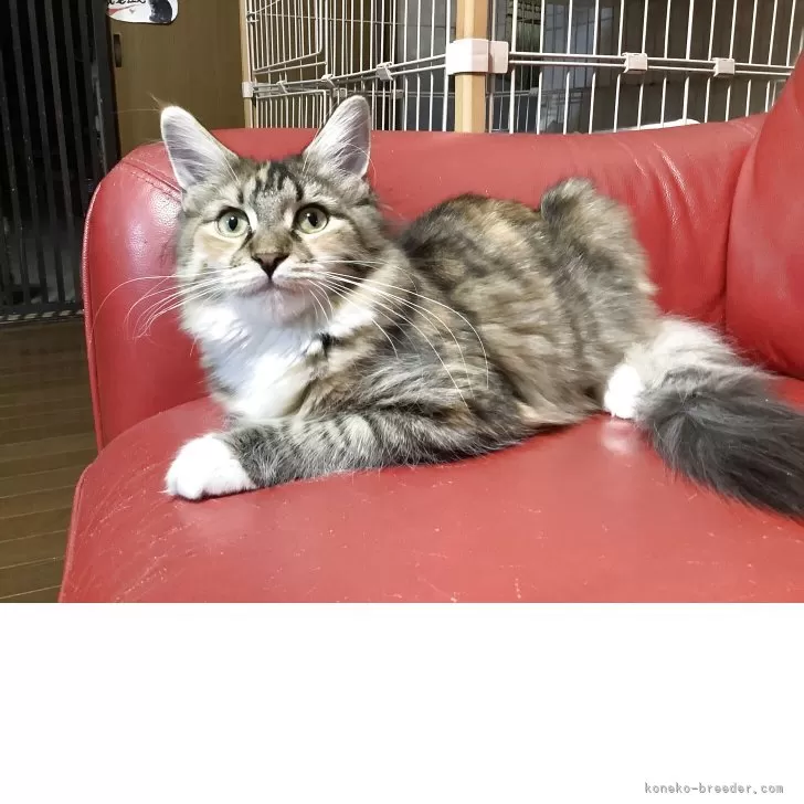 メインクーン【群馬県・女の子・2025年6月20日・ブラウンパッチドタビー&amp;ホワイト】の写真1