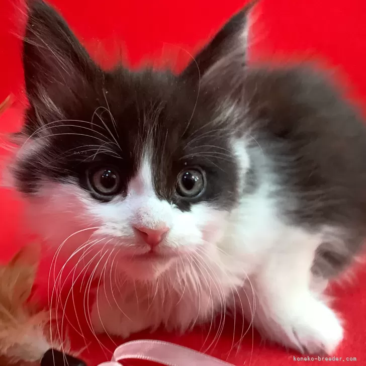 ID:2411-02998の子猫