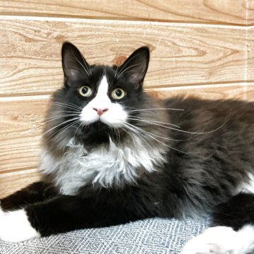 メインクーン【群馬県・男の子・2025年4月22日・ブラック&ホワイト（ロング）】の写真「🐱健康優良児！大型です！」