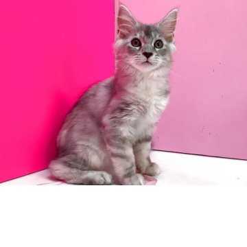 メインクーン【群馬県・女の子・2025年5月1日・シルバータビー&ホワイト（ロング）】の写真「😸美しい女の子！甘えん坊！」