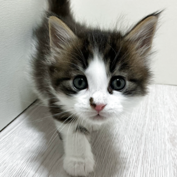 メインクーン【群馬県・女の子・2026年2月15日・ブラウンタビー&ホワイト】の写真「あどけない表情が可愛い女の子❣️」