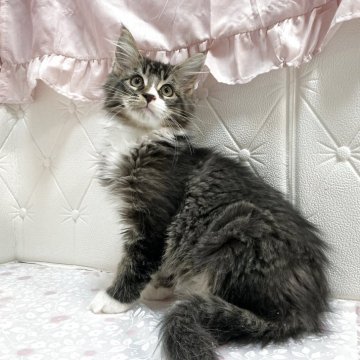 メインクーン【群馬県・男の子・2025年7月27日・ブラウンタビー&ホワイト】の写真「大型でしっかりとした骨格の男の子!」