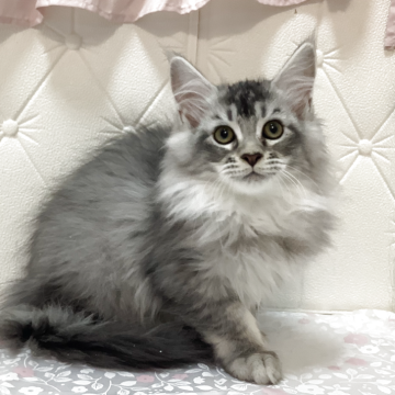 メインクーン【群馬県・女の子・2025年7月27日・シルバータビー&ホワイト】の写真「😺美しいカラーで女の子らしいお顔!」