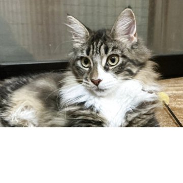 メインクーン【群馬県・女の子・2025年2月27日・ブラウンタビー&ホワイト（ロング）】の写真「🐱元気で甘えん坊な女の子❣️」