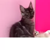 メインクーン