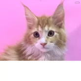 メインクーン