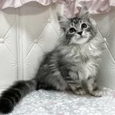 メインクーン【群馬県・女の子・2025年7月27日・シルバータビー&ホワイト】の写真1「毛吹きも華やかな超美人!」