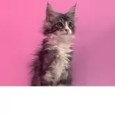 メインクーン