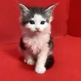 メインクーン【群馬県・男の子・2025年2月25日・シルバータビー&ホワイト】の写真1