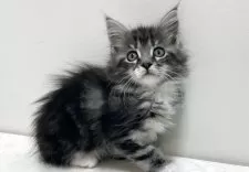 メインクーン【群馬県・女の子・2026年2月5日・シルバータビー&ホワイト】の写真2