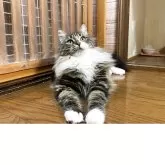 メインクーン【群馬県・女の子・2025年2月27日・ブラウンタビー&ホワイト】の写真2