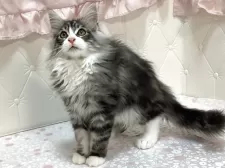 メインクーン【群馬県・男の子・2025年7月27日・シルバータビー&ホワイト】の写真2