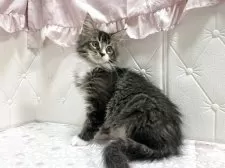 メインクーン【群馬県・男の子・2025年7月27日・ブラウンタビー&ホワイト】の写真3