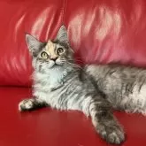 メインクーン【群馬県・女の子・2025年6月8日・シルバーパッチドタビー&ホワイト】の写真3