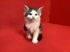 メインクーン【群馬県・男の子・2025年2月25日・シルバータビー&ホワイト】の写真3