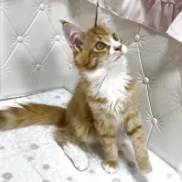 メインクーン【群馬県・男の子・2025年6月8日・レッドタビー&ホワイト】の写真3