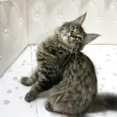 メインクーン【群馬県・男の子・2025年6月8日・ブラウンマッカレルタビー】の写真3