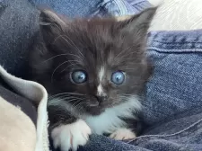 メインクーン【群馬県・女の子・2025年1月20日・ブラック&ホワイト】の写真3