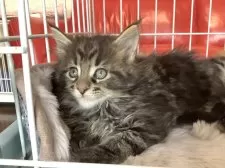 メインクーン【群馬県・男の子・2025年2月27日・ブラウンタビー&ホワイト】の写真4