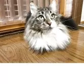 メインクーン【群馬県・女の子・2025年2月27日・ブラウンタビー&ホワイト】の写真4