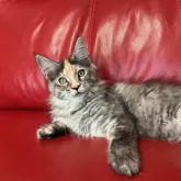 メインクーン【群馬県・女の子・2025年6月8日・シルバーパッチドタビー&ホワイト】の写真4