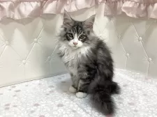 メインクーン【群馬県・男の子・2025年7月27日・シルバータビー&ホワイト】の写真4